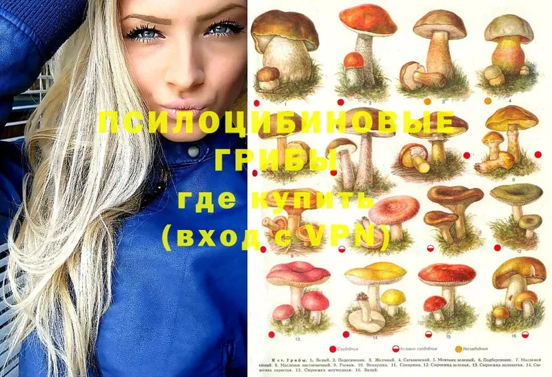 Галлюциногенные грибы Cubensis  Дивногорск 